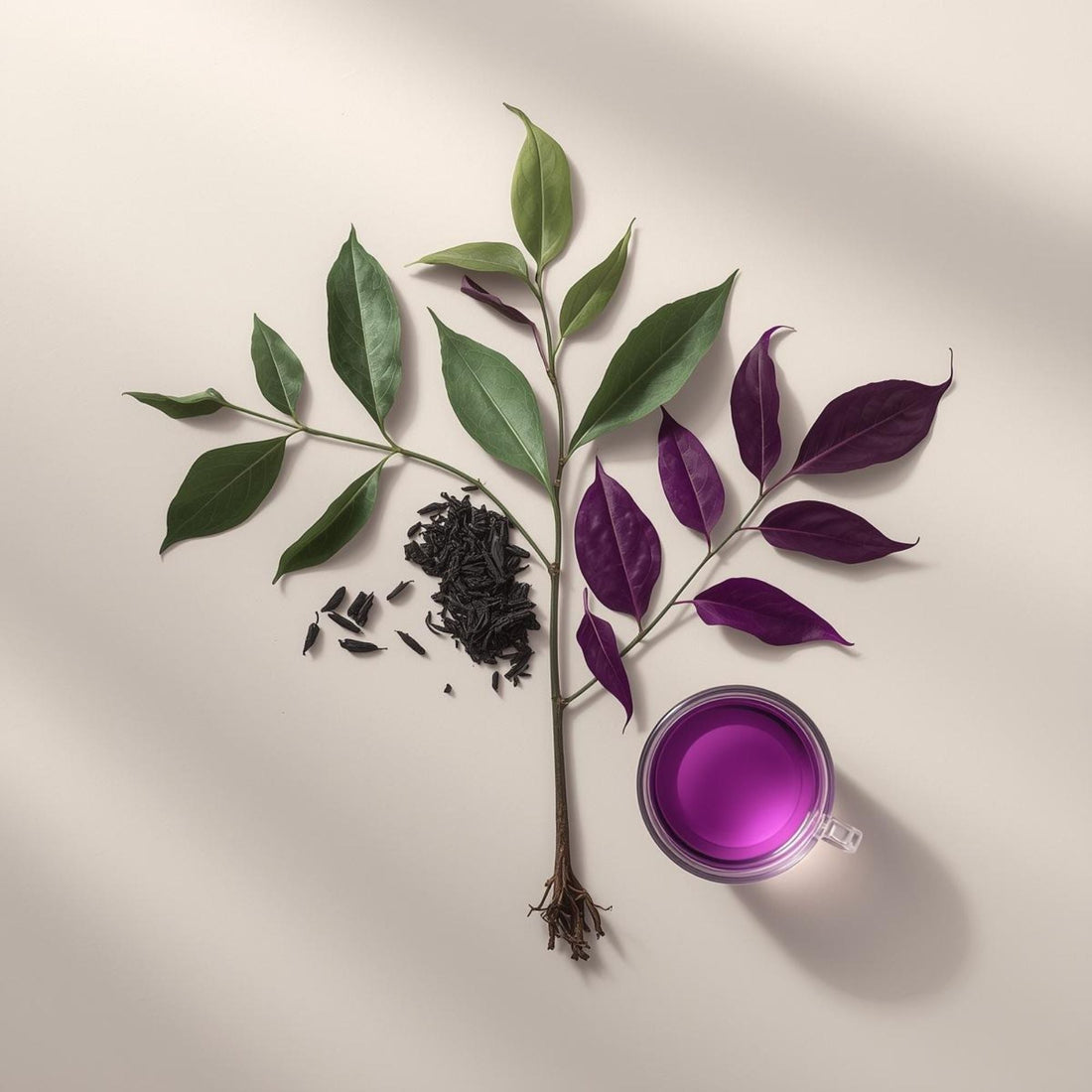purple tea in minimalist cup within tea family context