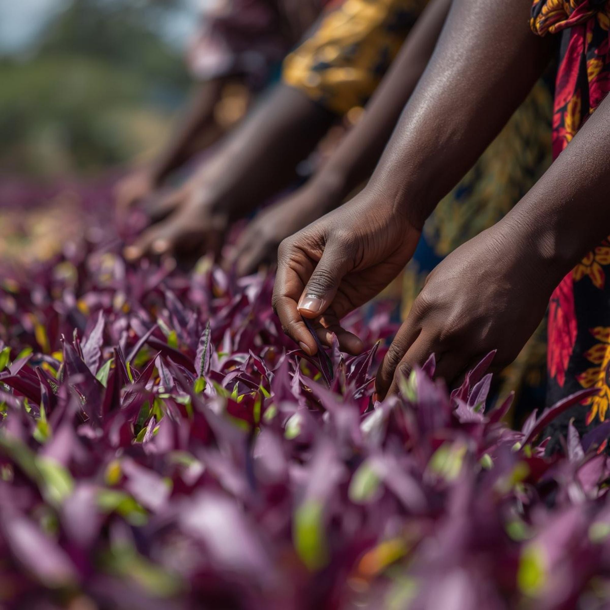 African women hand-picking purple tea leaves in a Kenyan tea field