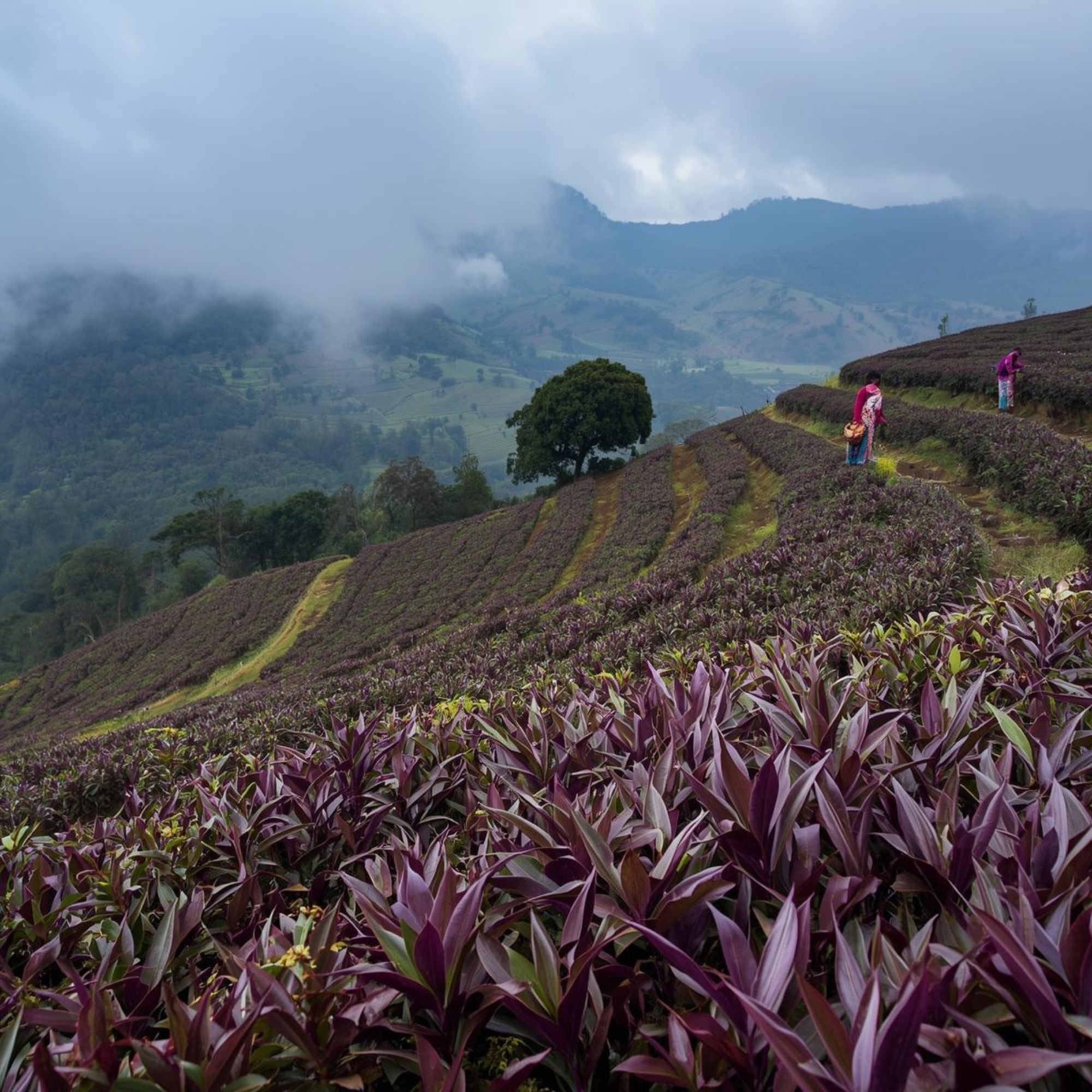 Purple tea growing at high altitude in the Kenyan mountains